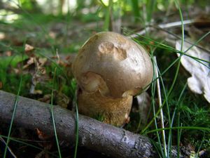 Klikni pro velký obrázek