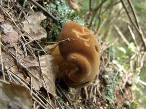 Klikni pro velký obrázek