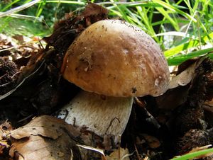 Klikni pro velký obrázek