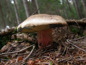 Klikni pro velký obrázek