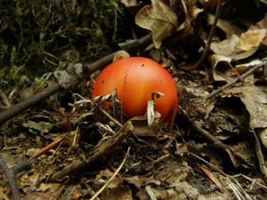 Klikni pro velký obrázek