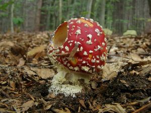 Klikni pro velký obrázek