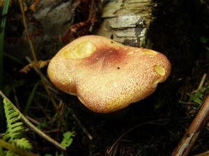 Klikni pro velký obrázek