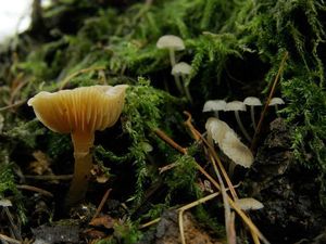 Klikni pro velký obrázek