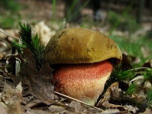 Klikni pro velký obrázek