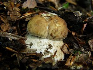 Klikni pro velký obrázek