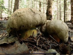 Klikni pro velký obrázek