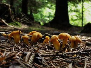 Klikni pro velký obrázek