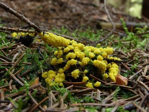 Klikni pro velký obrázek