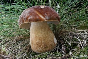 Klikni pro velký obrázek