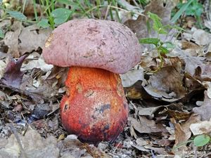 Klikni pro velký obrázek