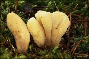 Klikni pro velký obrázek