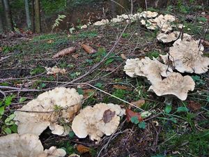 Klikni pro velký obrázek