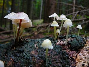 Klikni pro velký obrázek