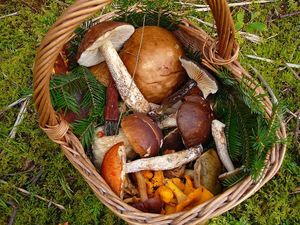 Klikni pro velký obrázek