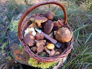 Klikni pro velký obrázek