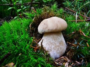 Klikni pro velký obrázek