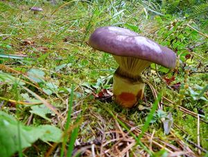 Klikni pro velký obrázek