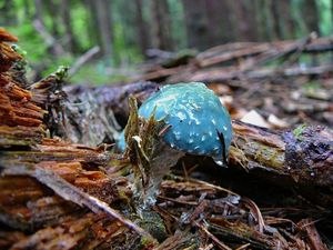 Klikni pro velký obrázek