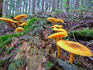 Klikni pro velký obrázek