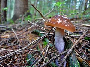 Klikni pro velký obrázek