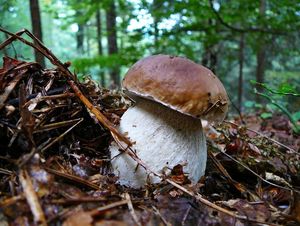 Klikni pro velký obrázek