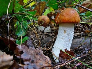 Klikni pro velký obrázek