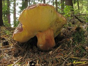 Klikni pro velký obrázek