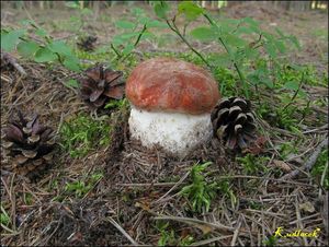 Klikni pro velký obrázek