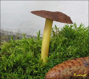 Klikni pro velký obrázek