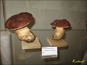 Klikni pro velký obrázek