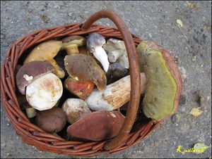 Klikni pro velký obrázek