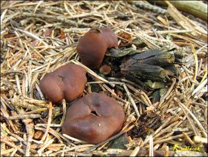 Klikni pro velký obrázek