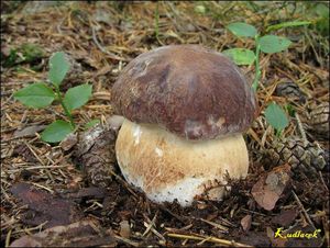 Klikni pro velký obrázek