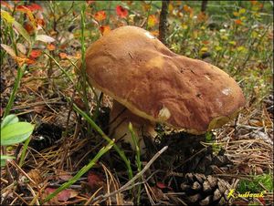 Klikni pro velký obrázek