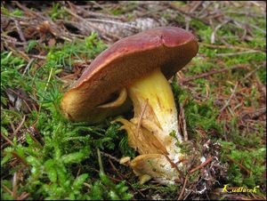 Klikni pro velký obrázek