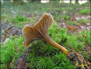 Klikni pro velký obrázek