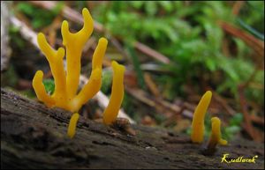 Klikni pro velký obrázek