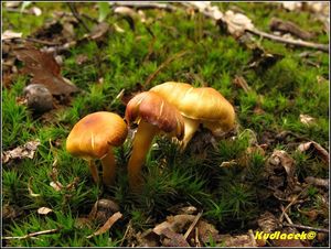 Klikni pro velký obrázek