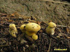 Klikni pro velký obrázek