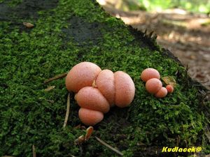 Klikni pro velký obrázek