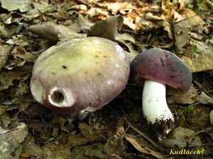 Klikni pro velký obrázek