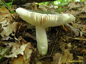 Klikni pro velký obrázek