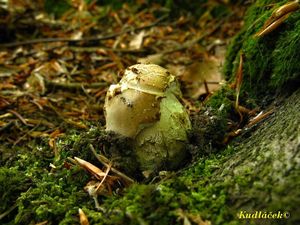 Klikni pro velký obrázek