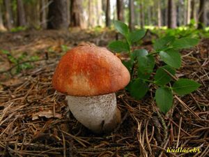 Klikni pro velký obrázek