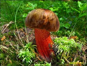 Klikni pro velký obrázek