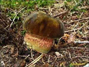 Klikni pro velký obrázek