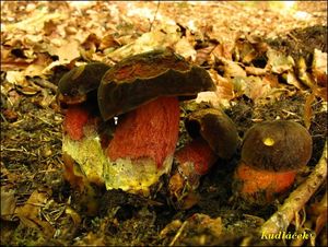 Klikni pro velký obrázek