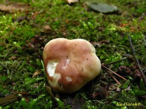 Klikni pro velký obrázek