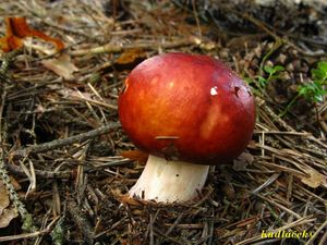 Klikni pro velký obrázek